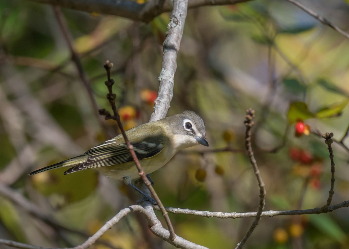 Blue-headed Vireo - ML643204052