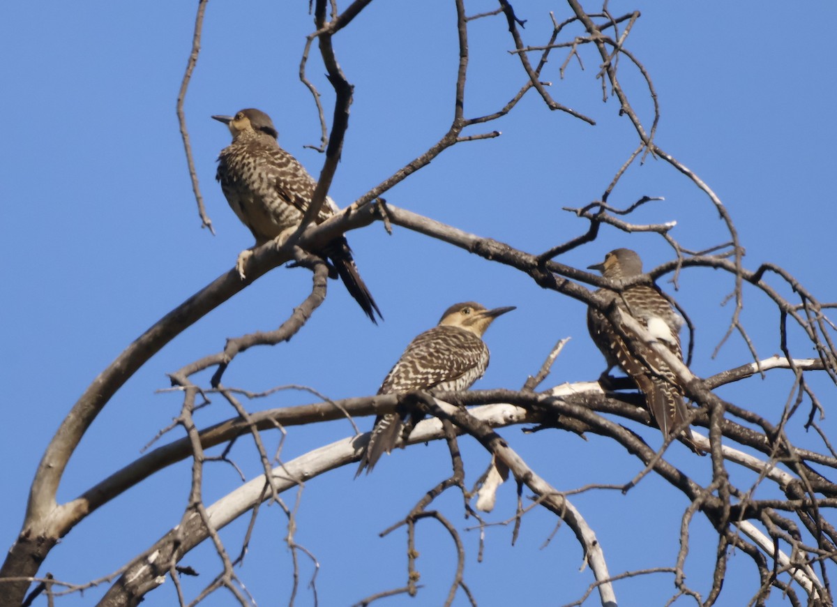 Chilean Flicker - ML643204053