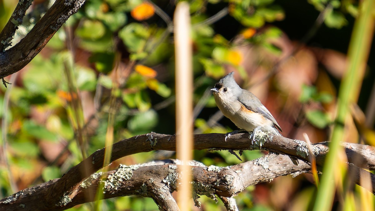 Tufted Titmouse - ML643204058