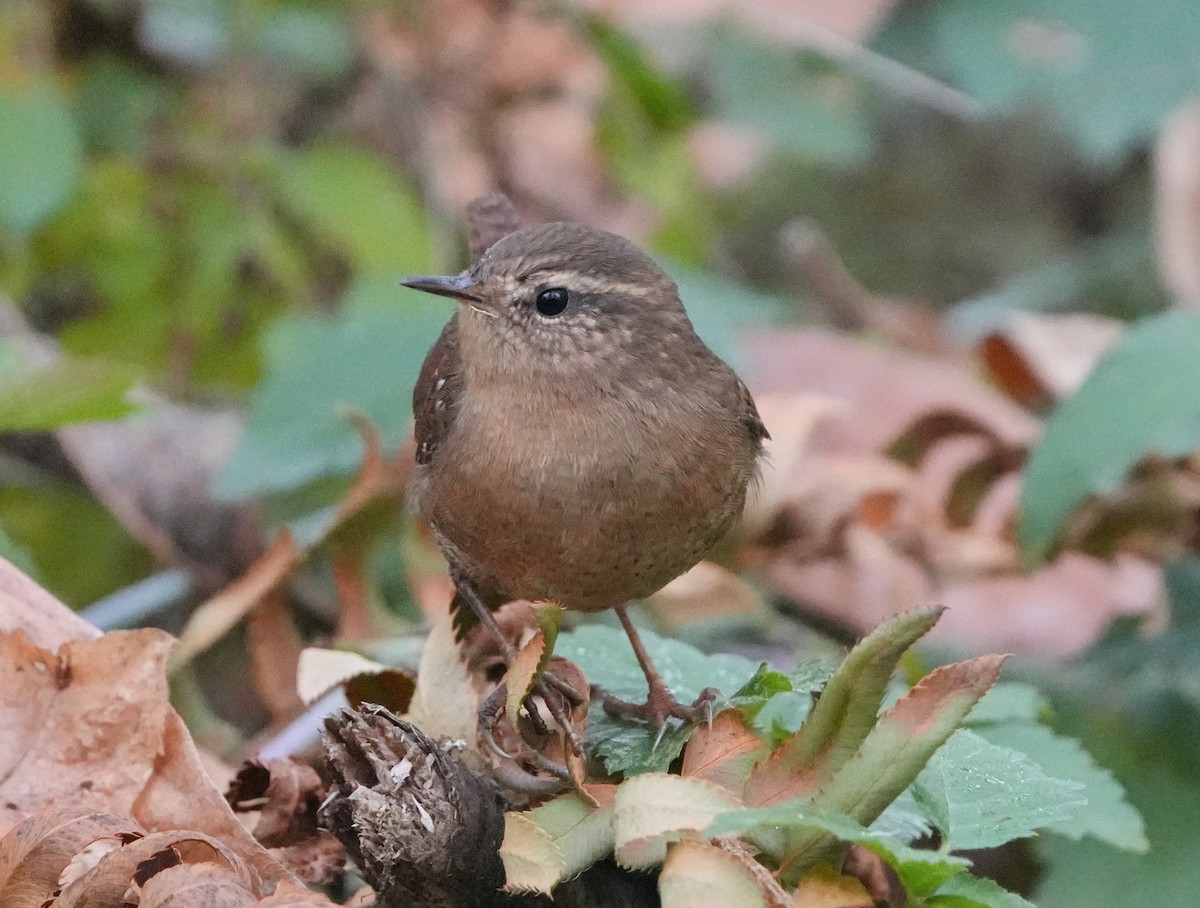 Pacific Wren - ML643204061