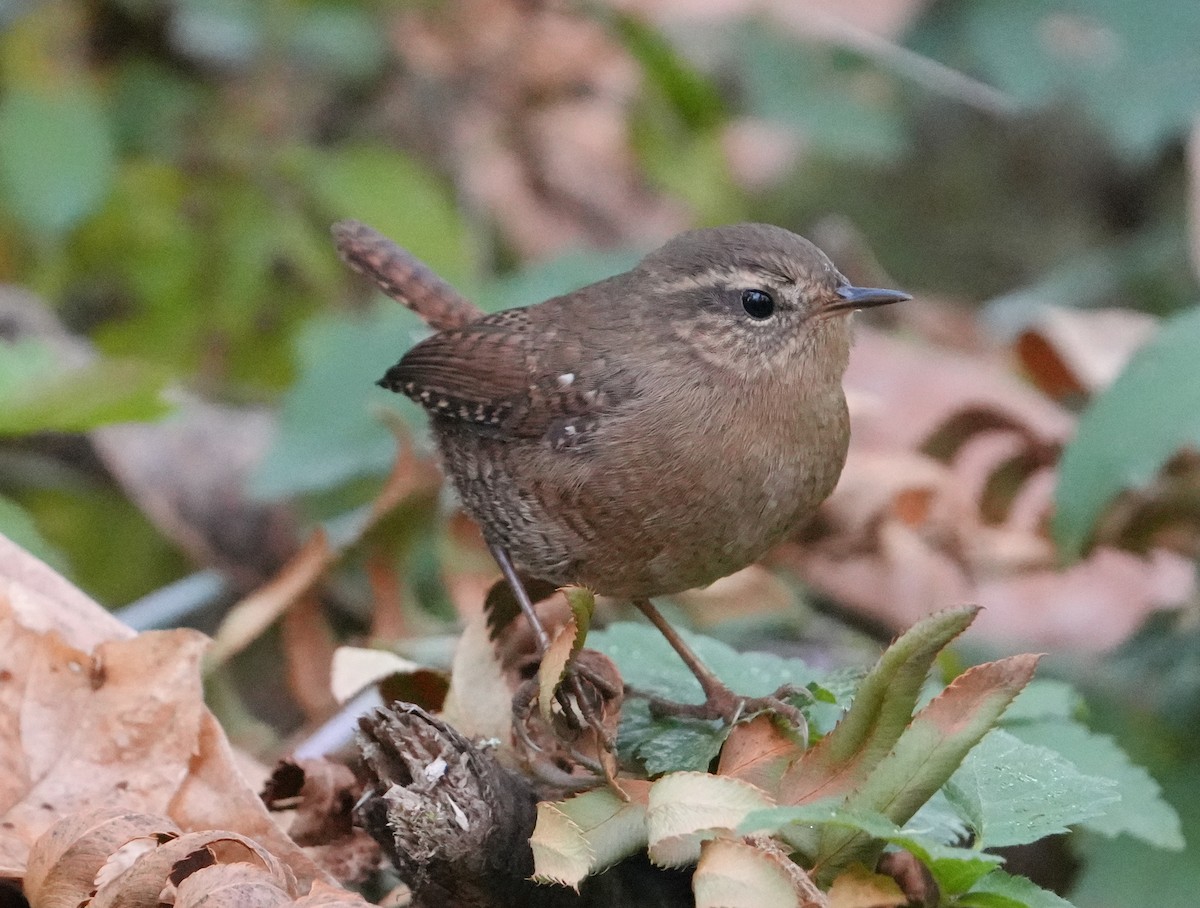 Pacific Wren - ML643204062