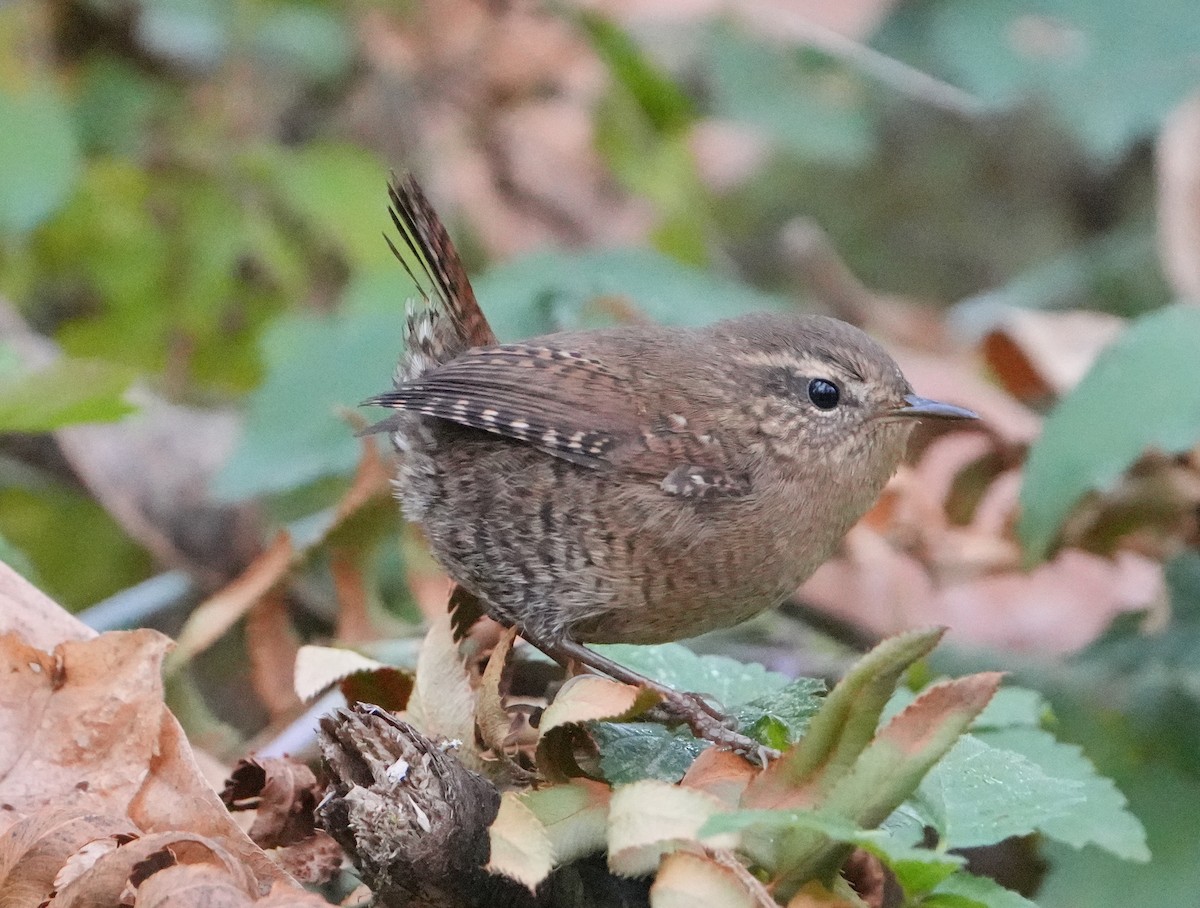 Pacific Wren - ML643204063