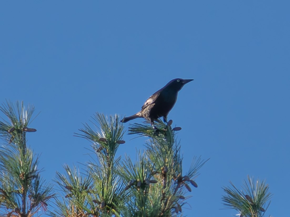 Common Grackle - ML643204070