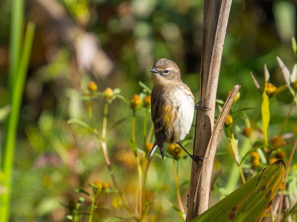 Yellow-rumped Warbler - ML643204073