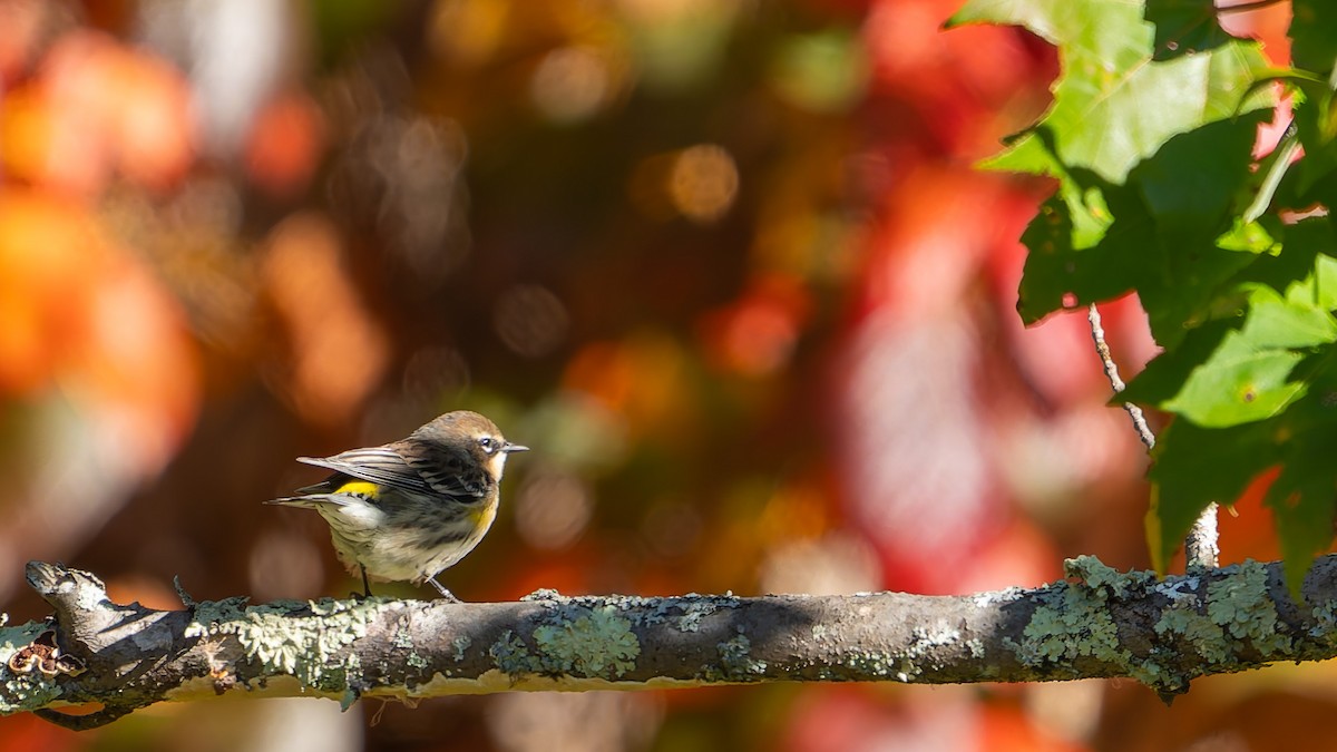 Yellow-rumped Warbler - ML643204074