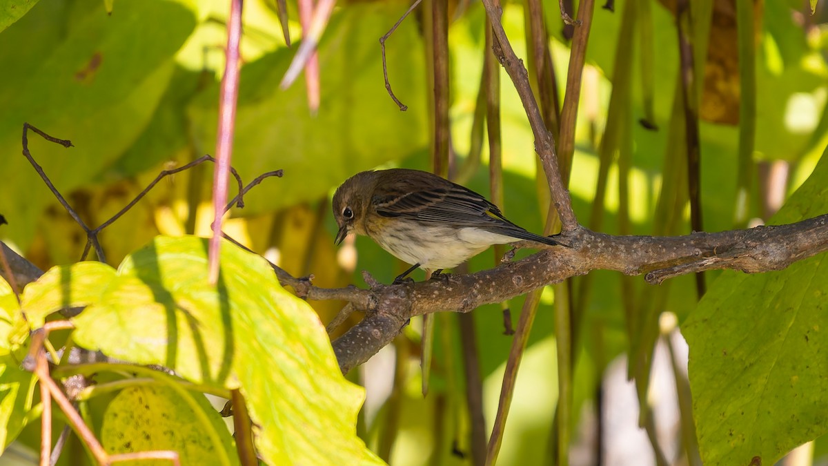 Yellow-rumped Warbler - ML643204075
