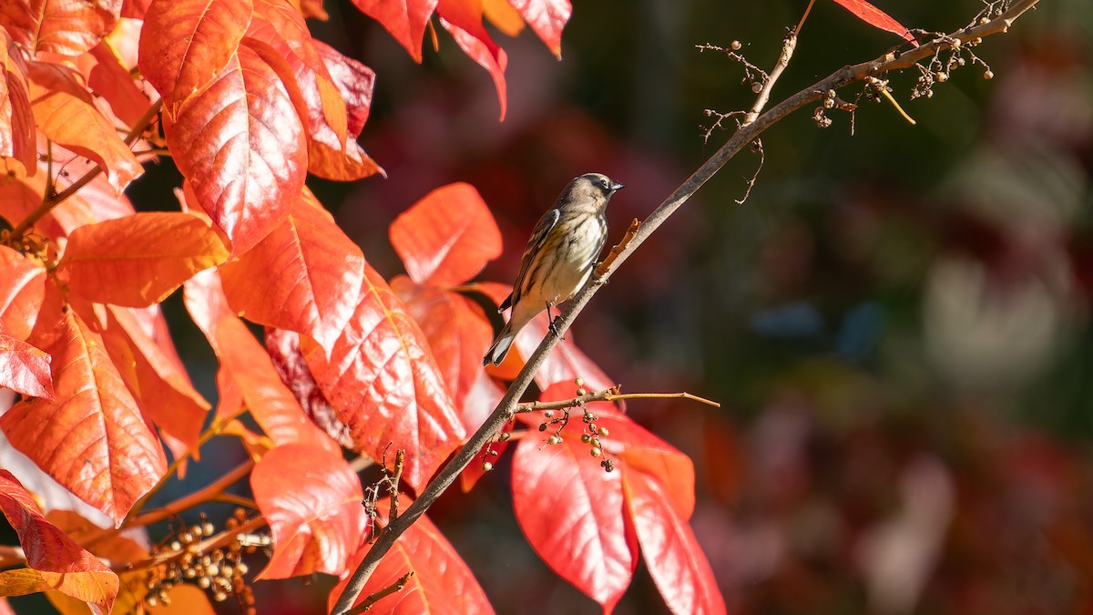 Yellow-rumped Warbler - ML643204076