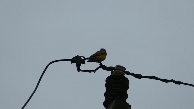 Tropical Kingbird - ML643204078