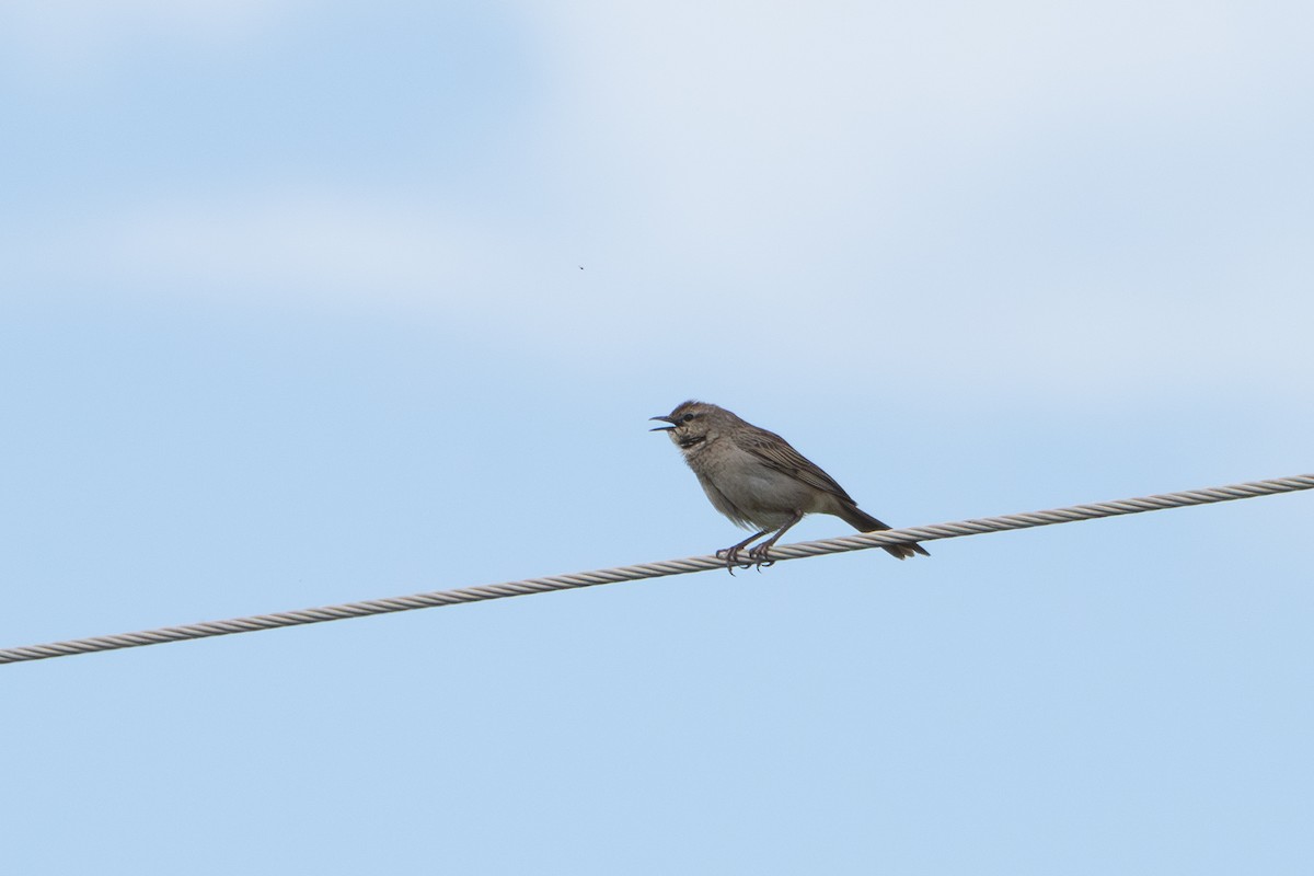 Rufous Songlark - ML643204117