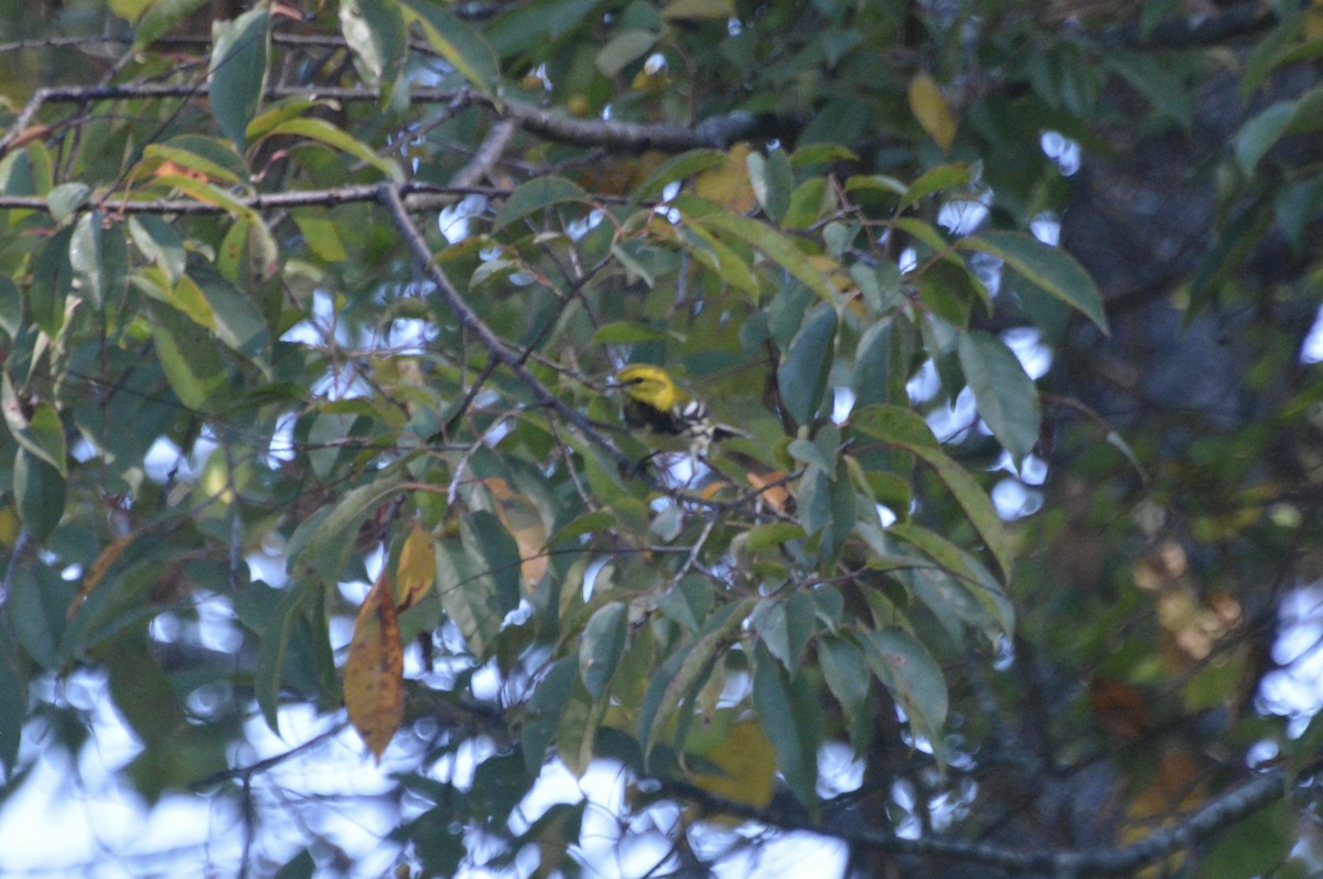 Black-throated Green Warbler - ML643204135