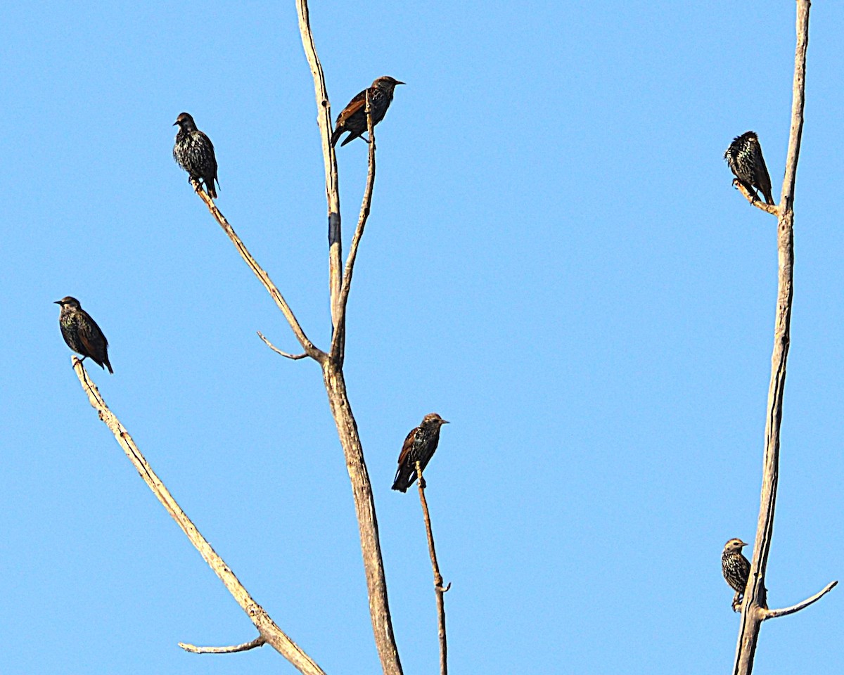 Estornino Pinto - ML643204137