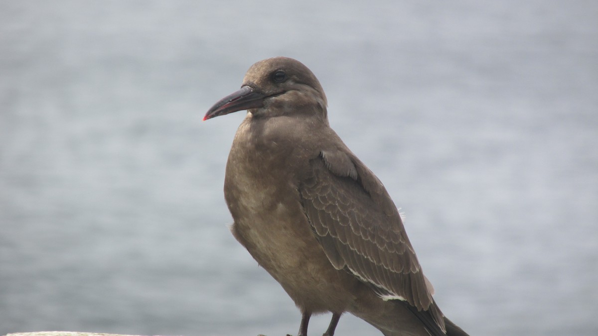 Inca Tern - ML643204139