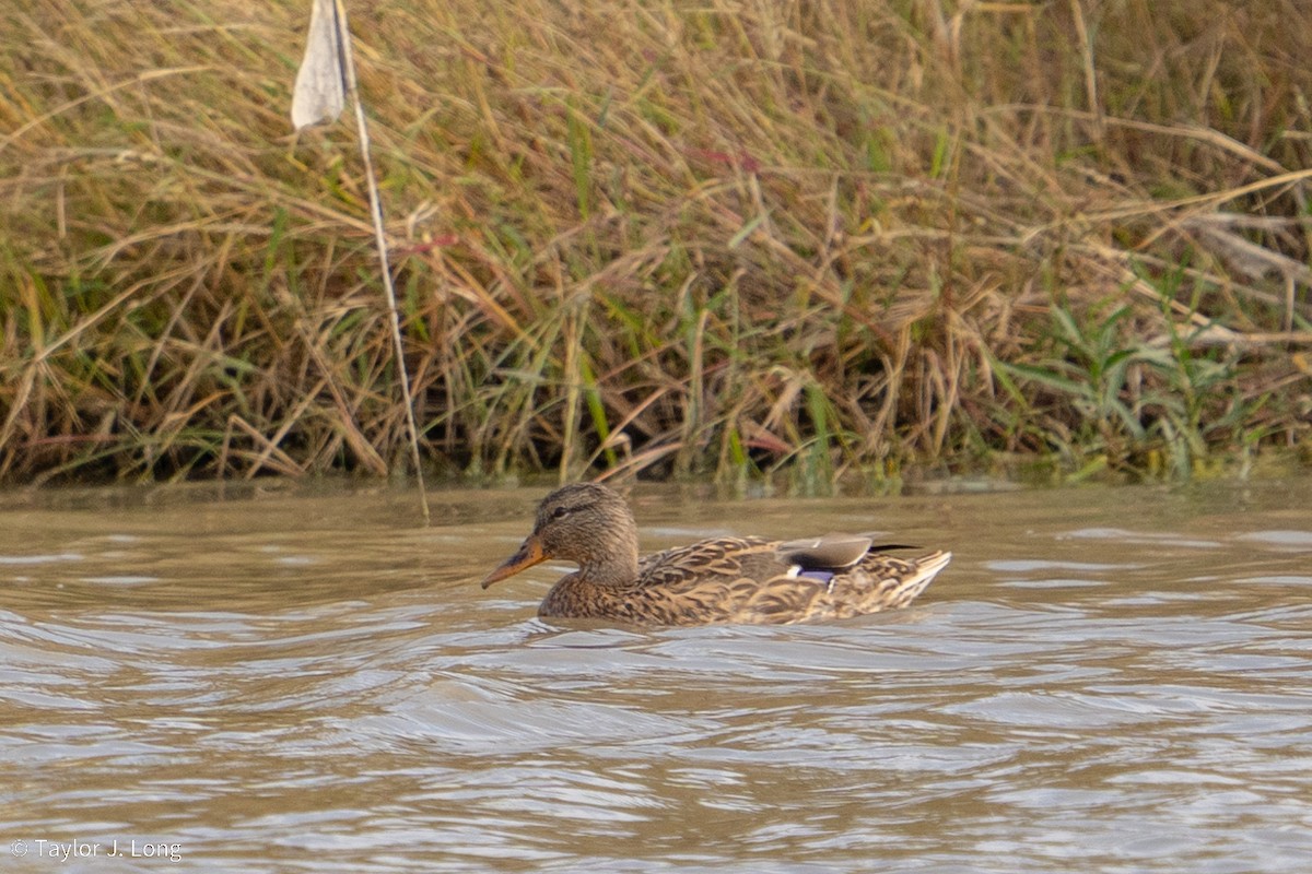 Stockente - ML643204141