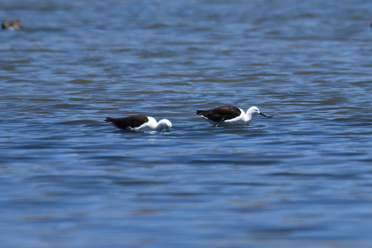 Чоботар гірський - ML643204146