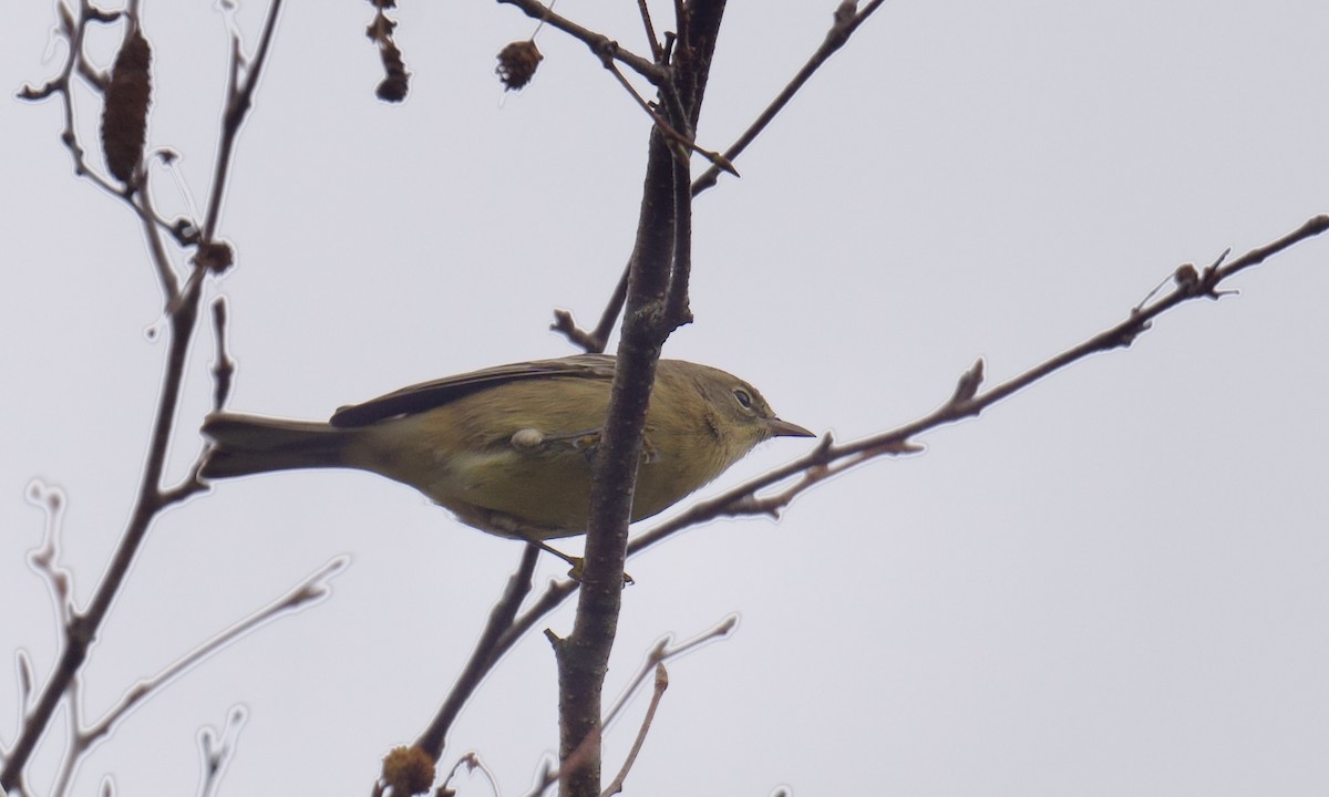 Orange-crowned Warbler - ML643204151