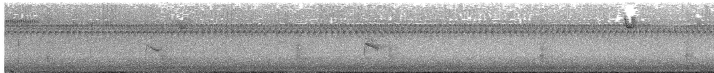 Bicknell's Thrush - ML643204188