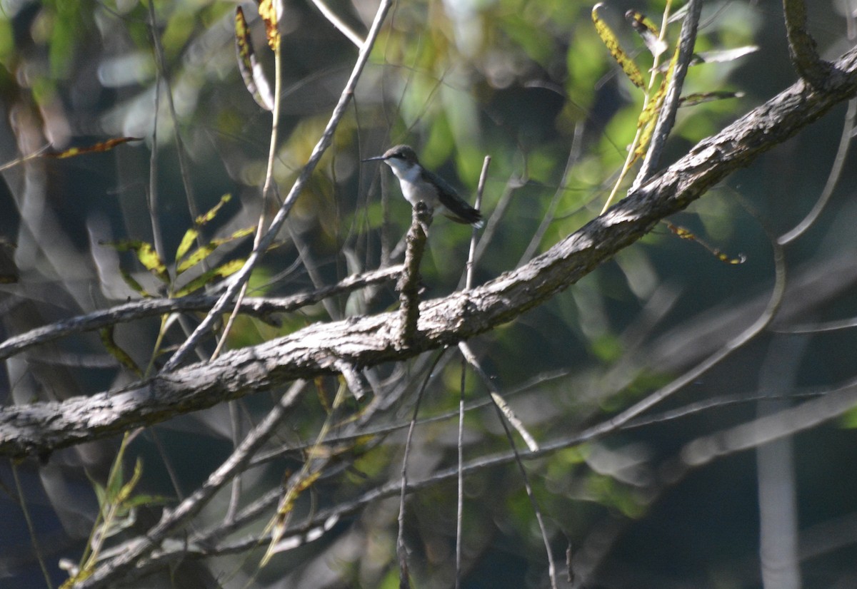 Ruby-throated Hummingbird - ML643204200