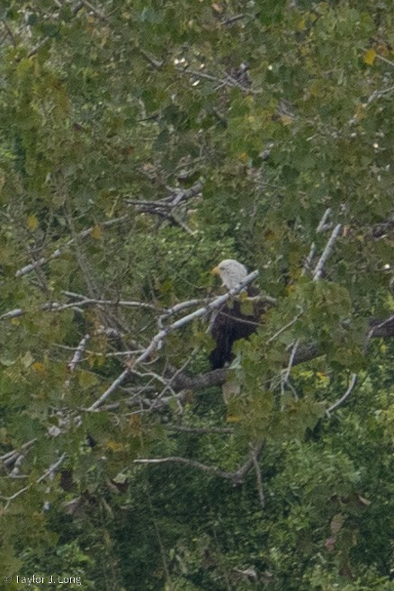Weißkopf-Seeadler - ML643204222