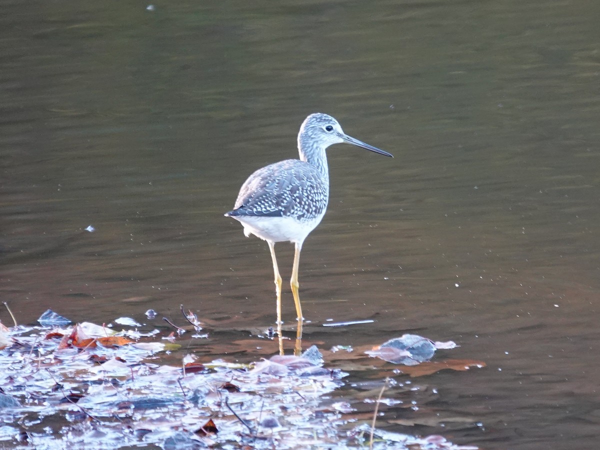 Greater Yellowlegs - ML643204237