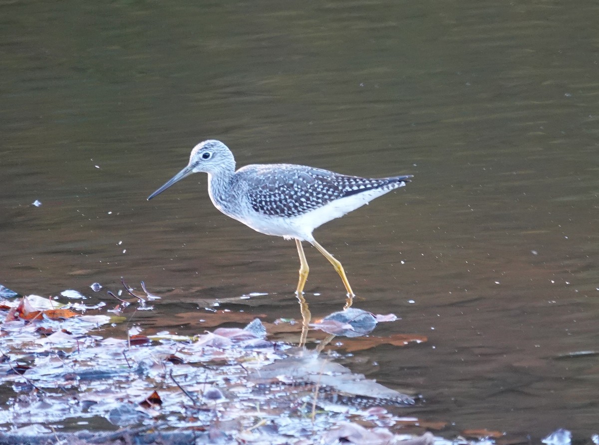 Greater Yellowlegs - ML643204238