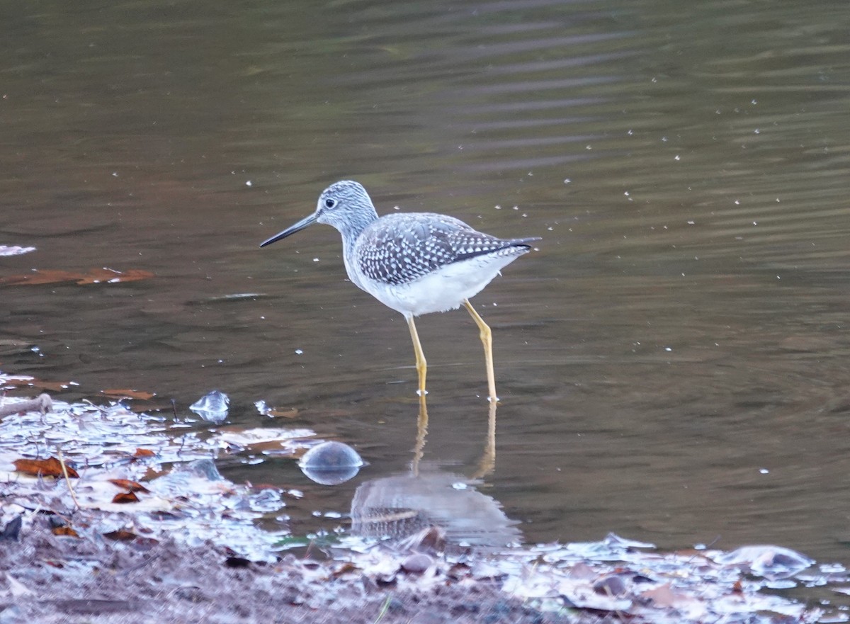 Greater Yellowlegs - ML643204243