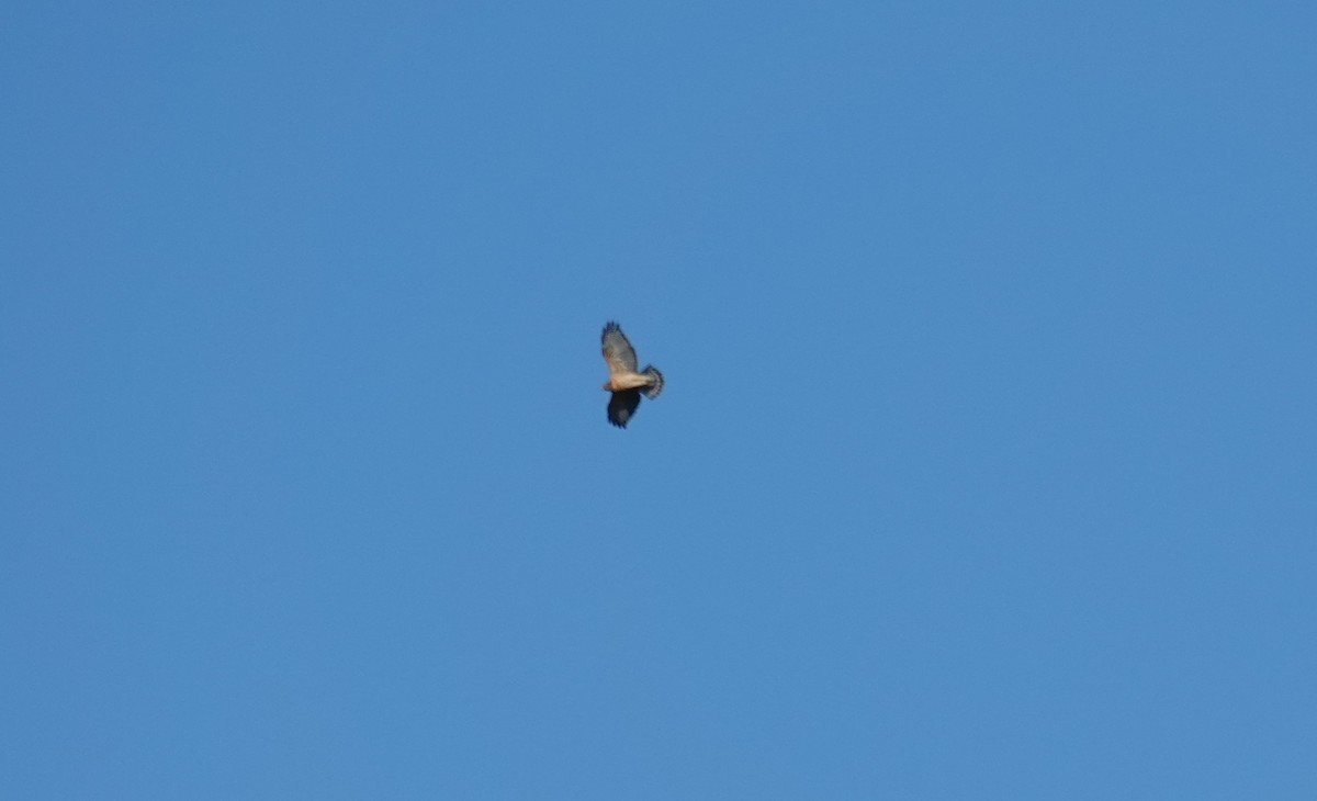 Red-shouldered Hawk - ML643204248
