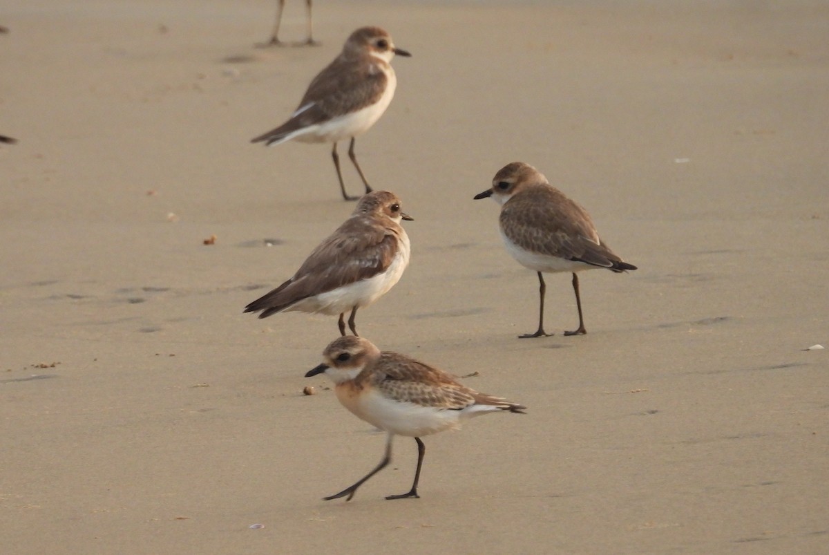 Tibetan Sand-Plover - ML643204254