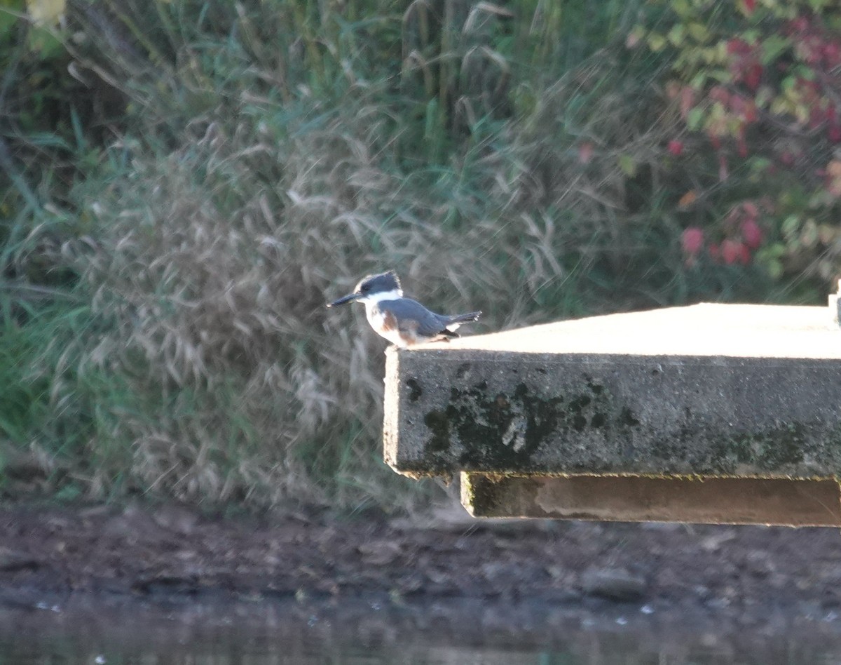 Belted Kingfisher - ML643204256
