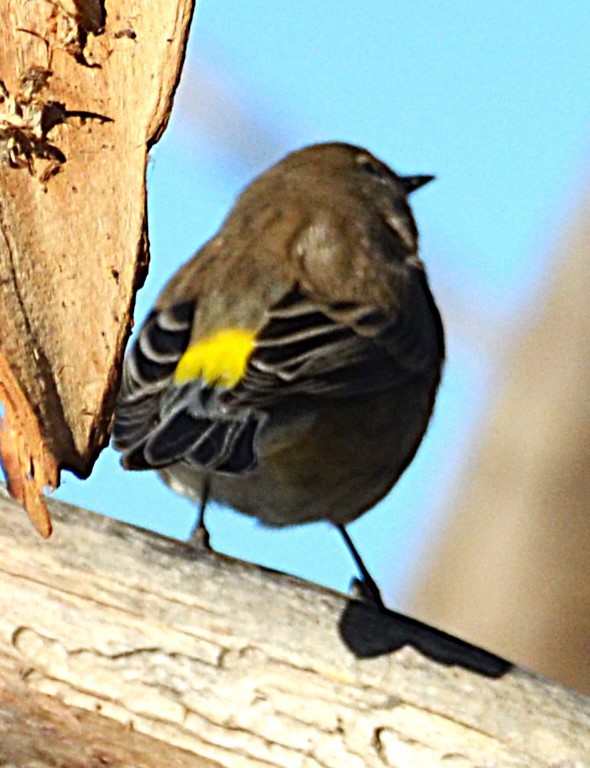 Reinita Coronada (de Audubon) - ML643204283