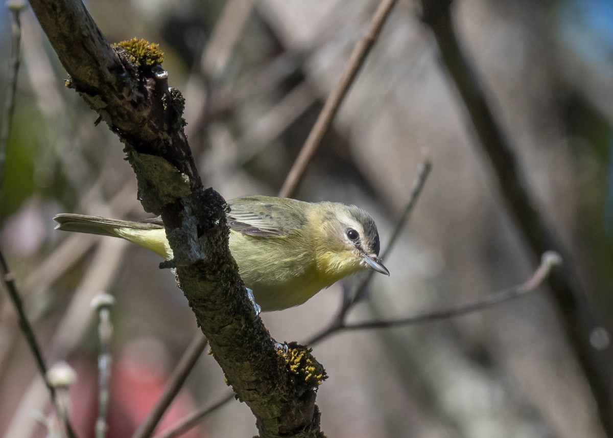 Philadelphia Vireo - ML643204293
