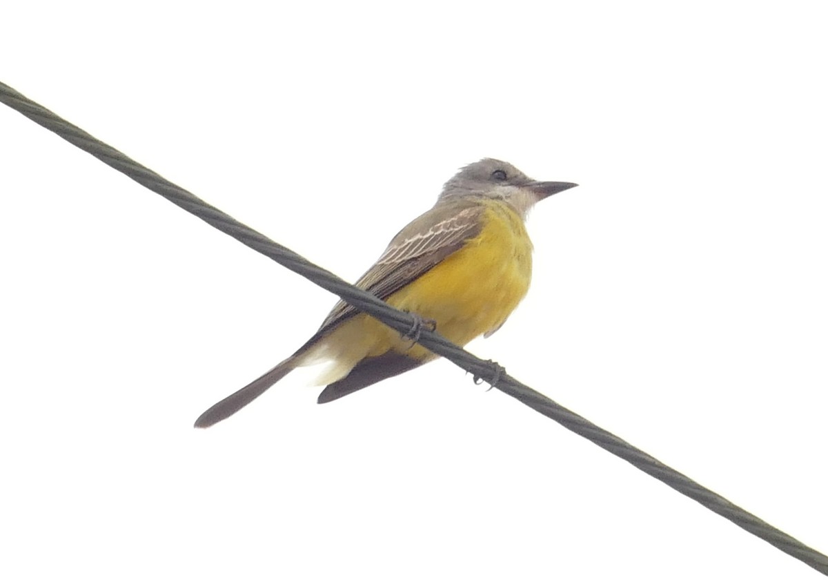 Tropical Kingbird - ML643204295