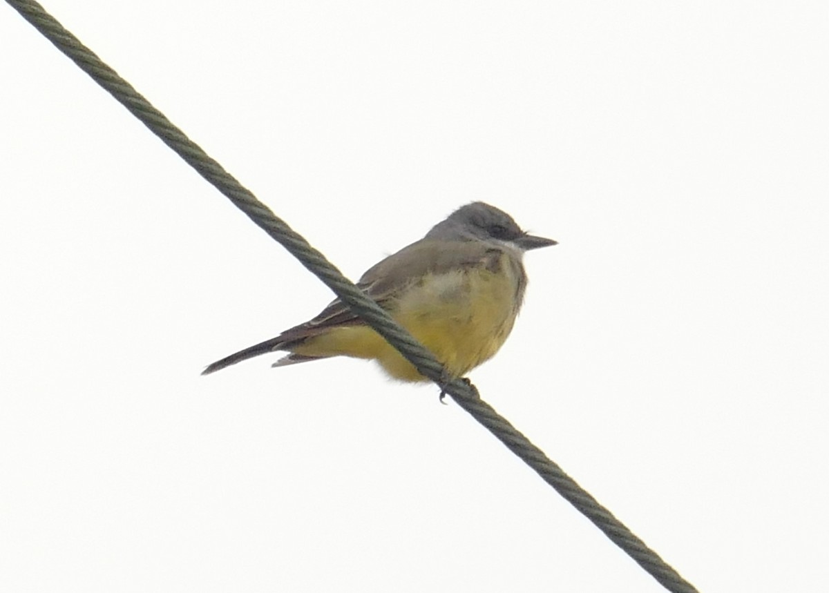 Cassin's Kingbird - ML643204326