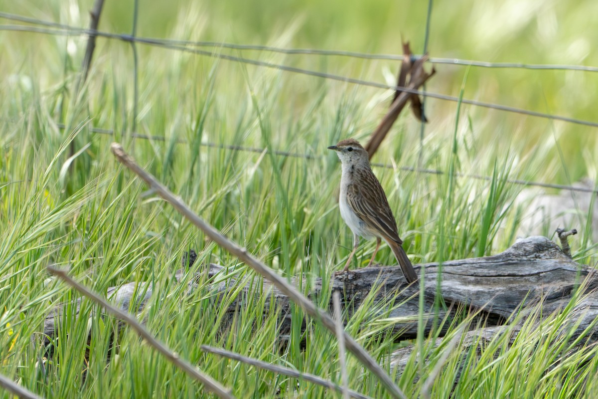 Rufous Songlark - ML643204327