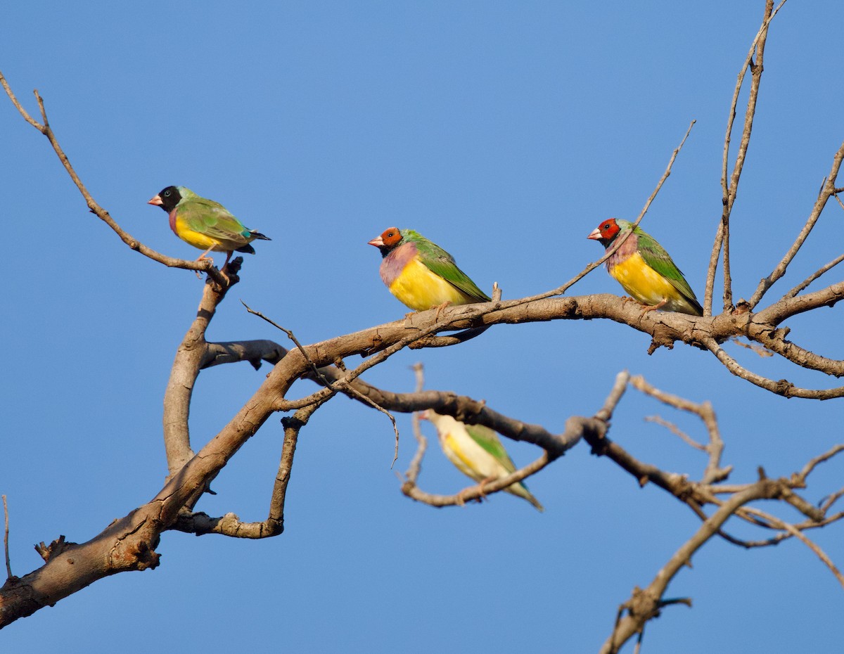 Gouldian Finch - ML643204333