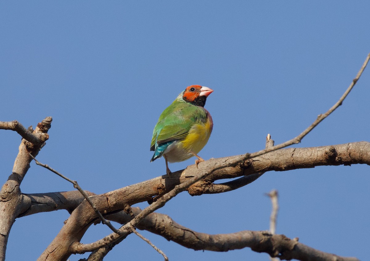 Gouldian Finch - ML643204352