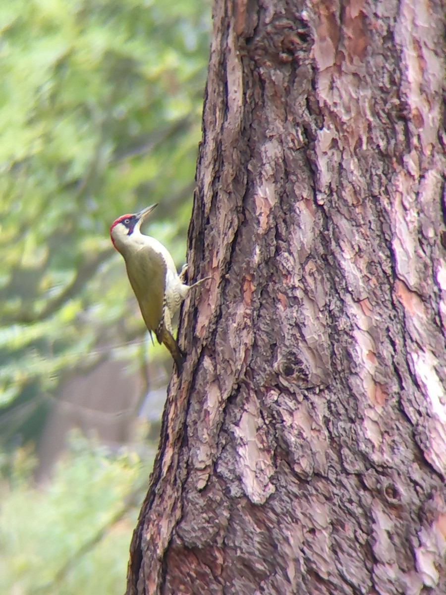 Eurasian Green Woodpecker (Eurasian) - ML643204356