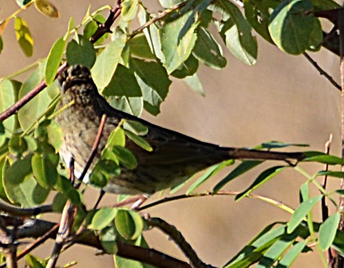 Chingolo de Lincoln - ML643204362