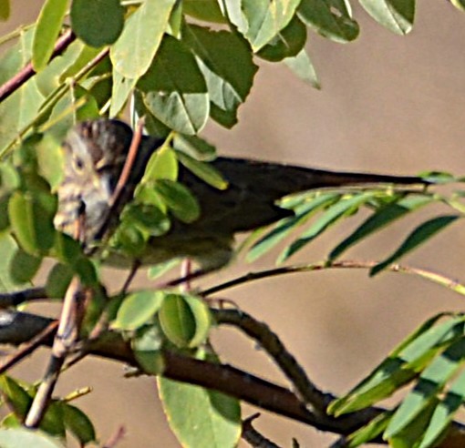 Chingolo de Lincoln - ML643204376