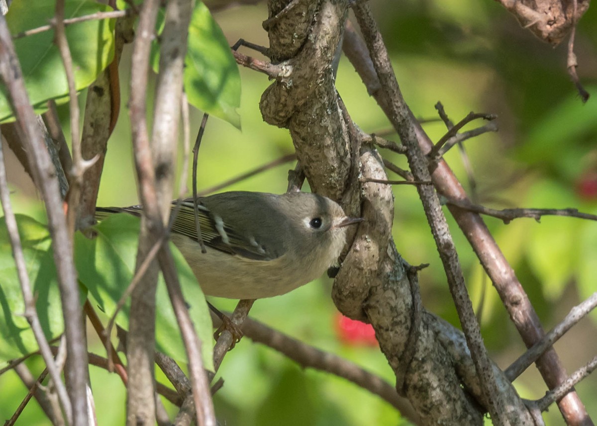 Ruby-crowned Kinglet - ML643204395