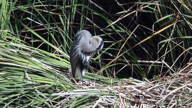 Amerika Gri Balıkçılı [herodias grubu] - ML643204448
