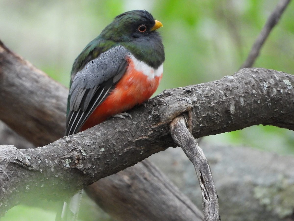 Coppery-tailed Trogon - ML643204468