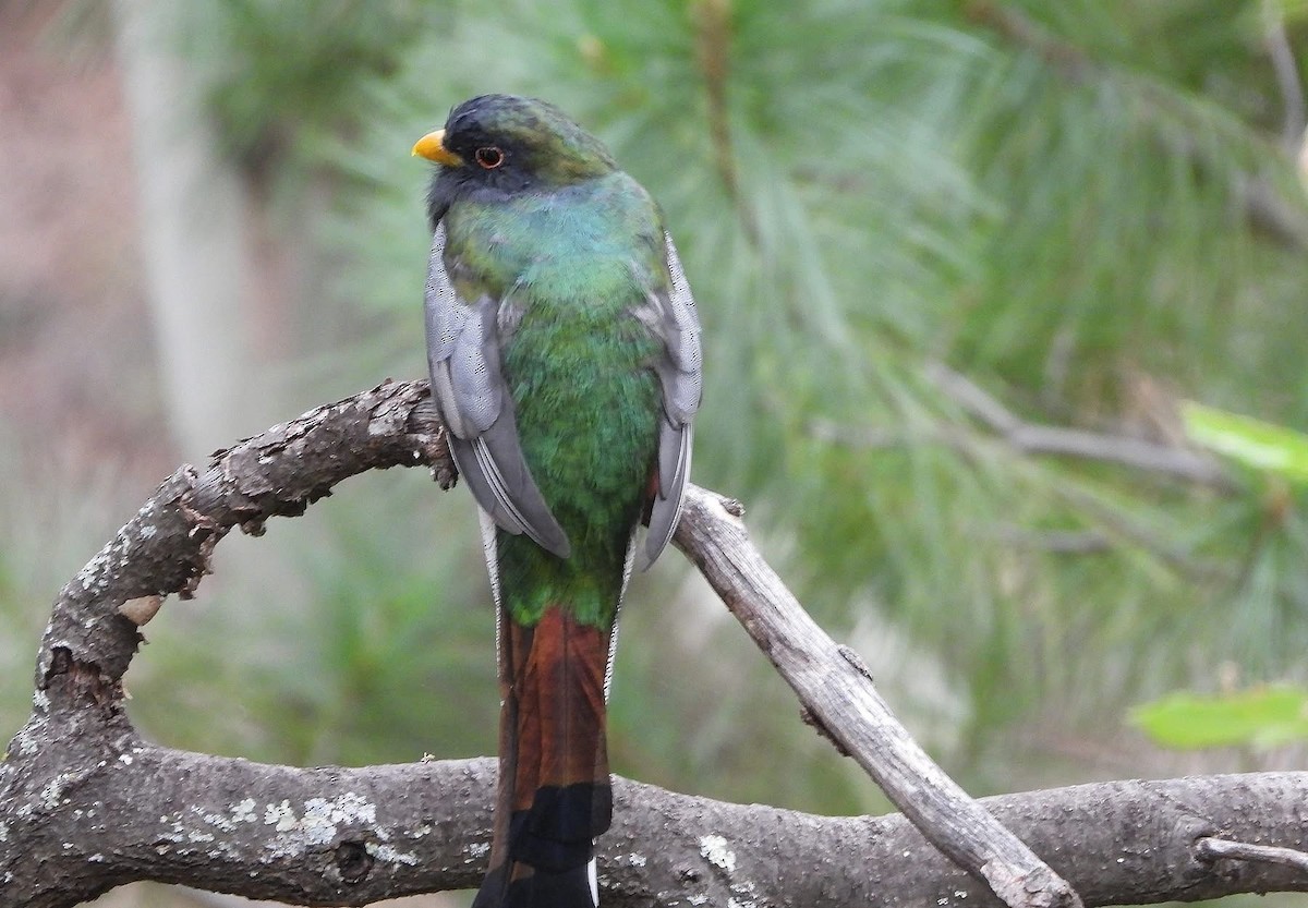 Coppery-tailed Trogon - ML643204469
