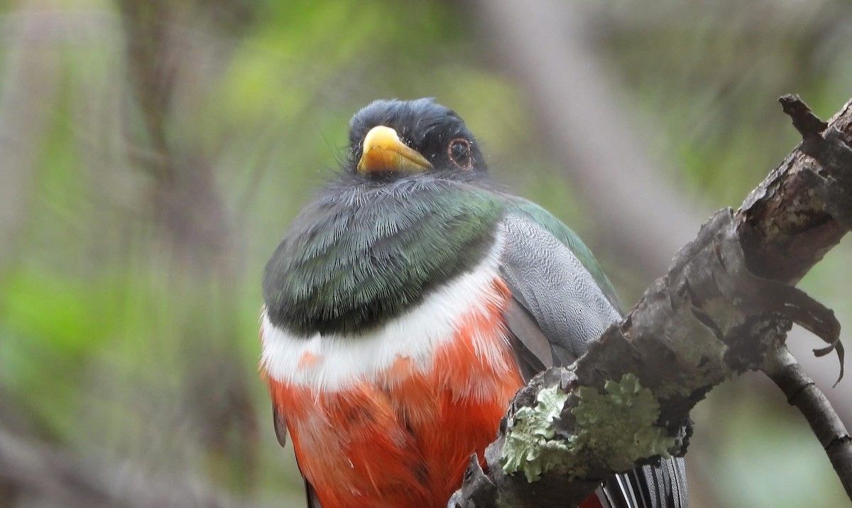Coppery-tailed Trogon - ML643204470