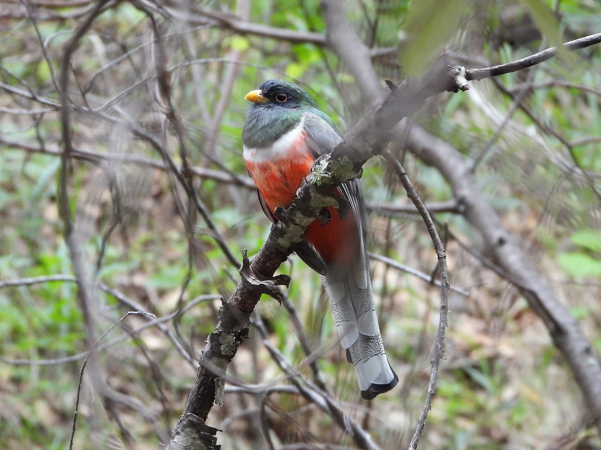 Coppery-tailed Trogon - ML643204471