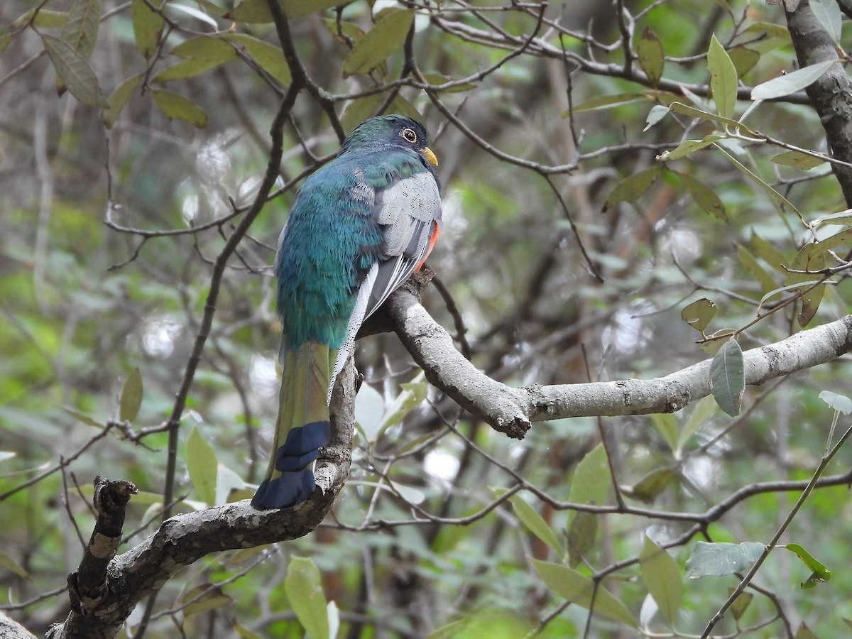 Coppery-tailed Trogon - ML643204472