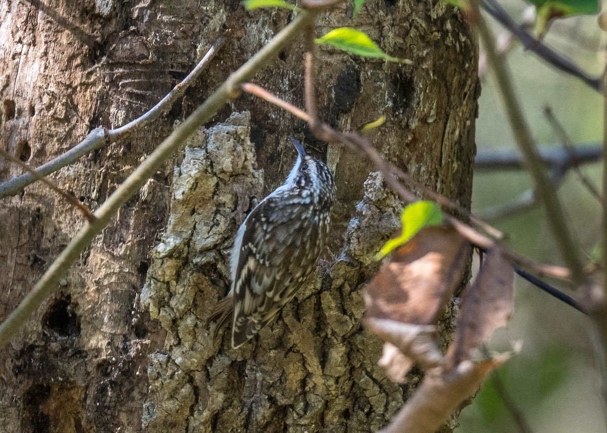 Brown Creeper - ML643204478