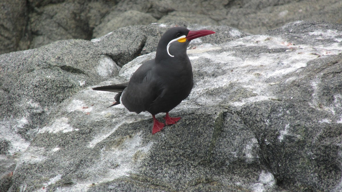 Inca Tern - ML643204479