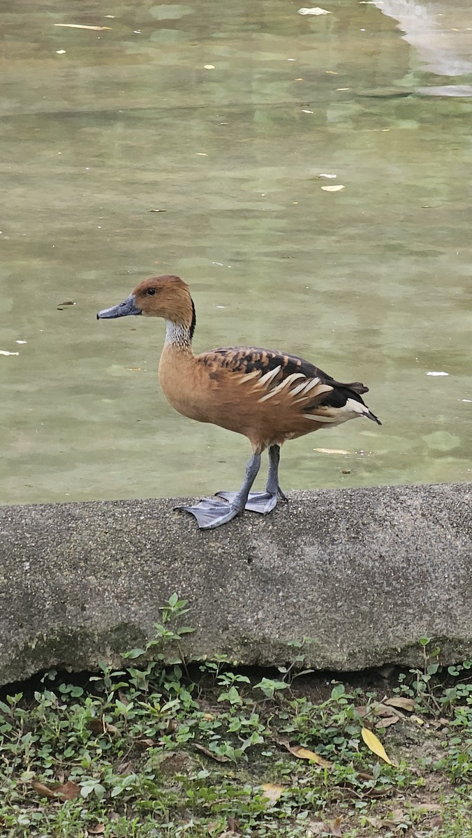 Fulvous Whistling-Duck - ML643204480