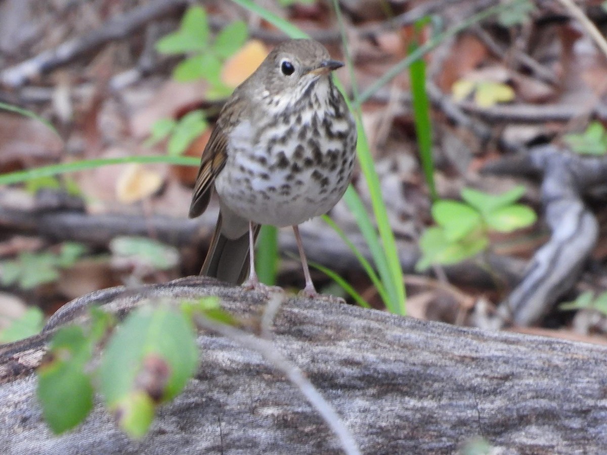Hermit Thrush - ML643204485