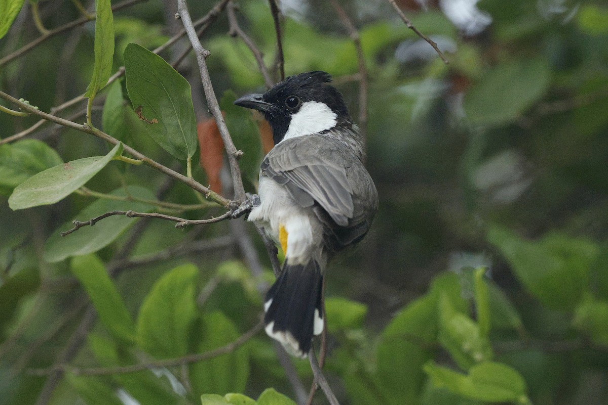 White-eared Bulbul - ML643204491
